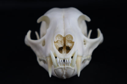 Reserved for Amberley Levine - Alaskan Lynx Skull