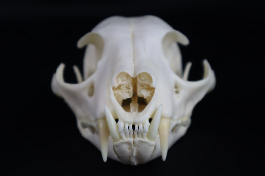 Reserved for Amberley Levine - Alaskan Lynx Skull