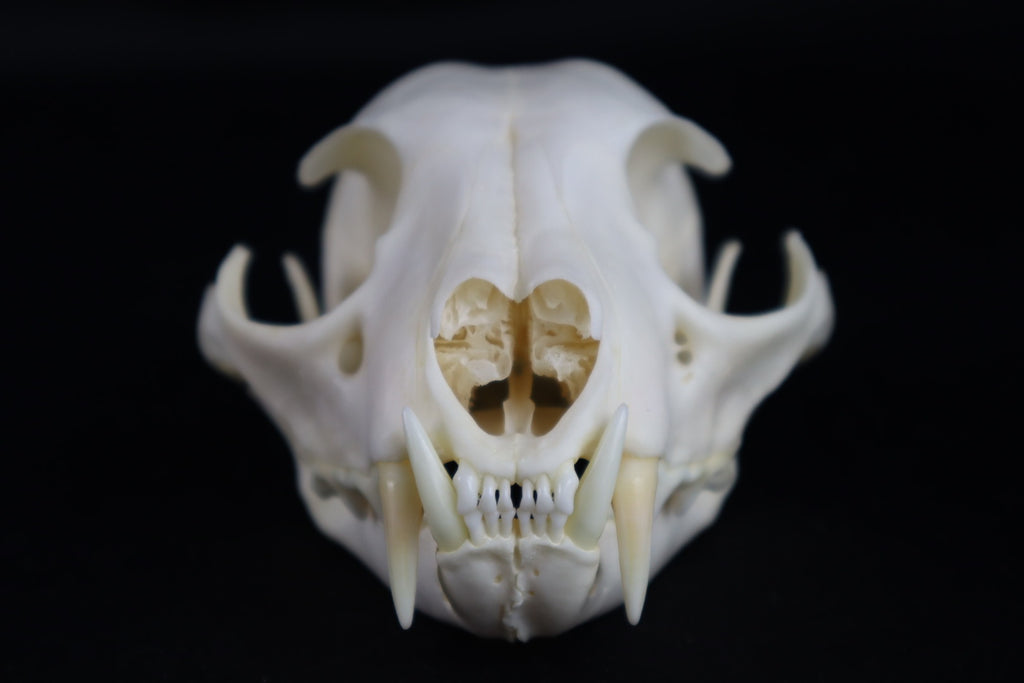 Reserved for Amberley Levine - Alaskan Lynx Skull