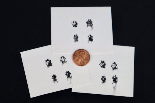 Stillborn Chihuahua Paw Print