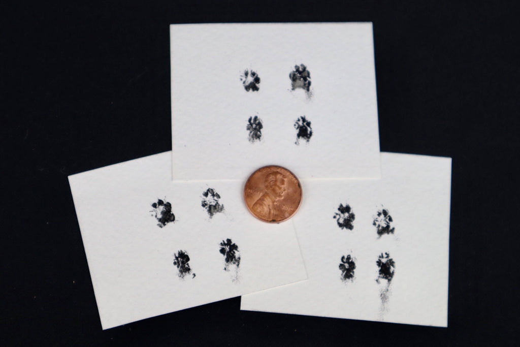 Stillborn Chihuahua Paw Print