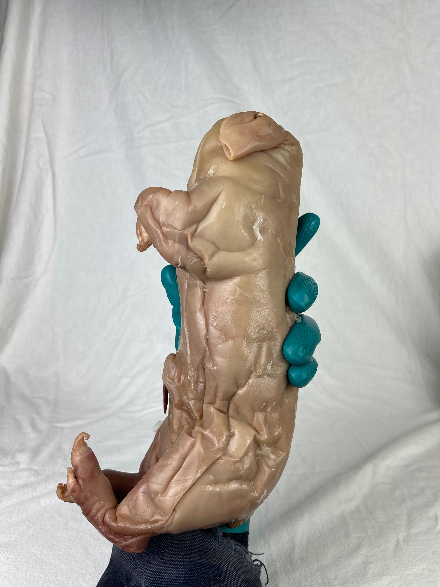 Reserved For Mariah - Wet Specimen Piglet with Congenital Disorders