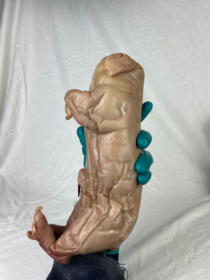 Reserved For Mariah - Wet Specimen Piglet with Congenital Disorders
