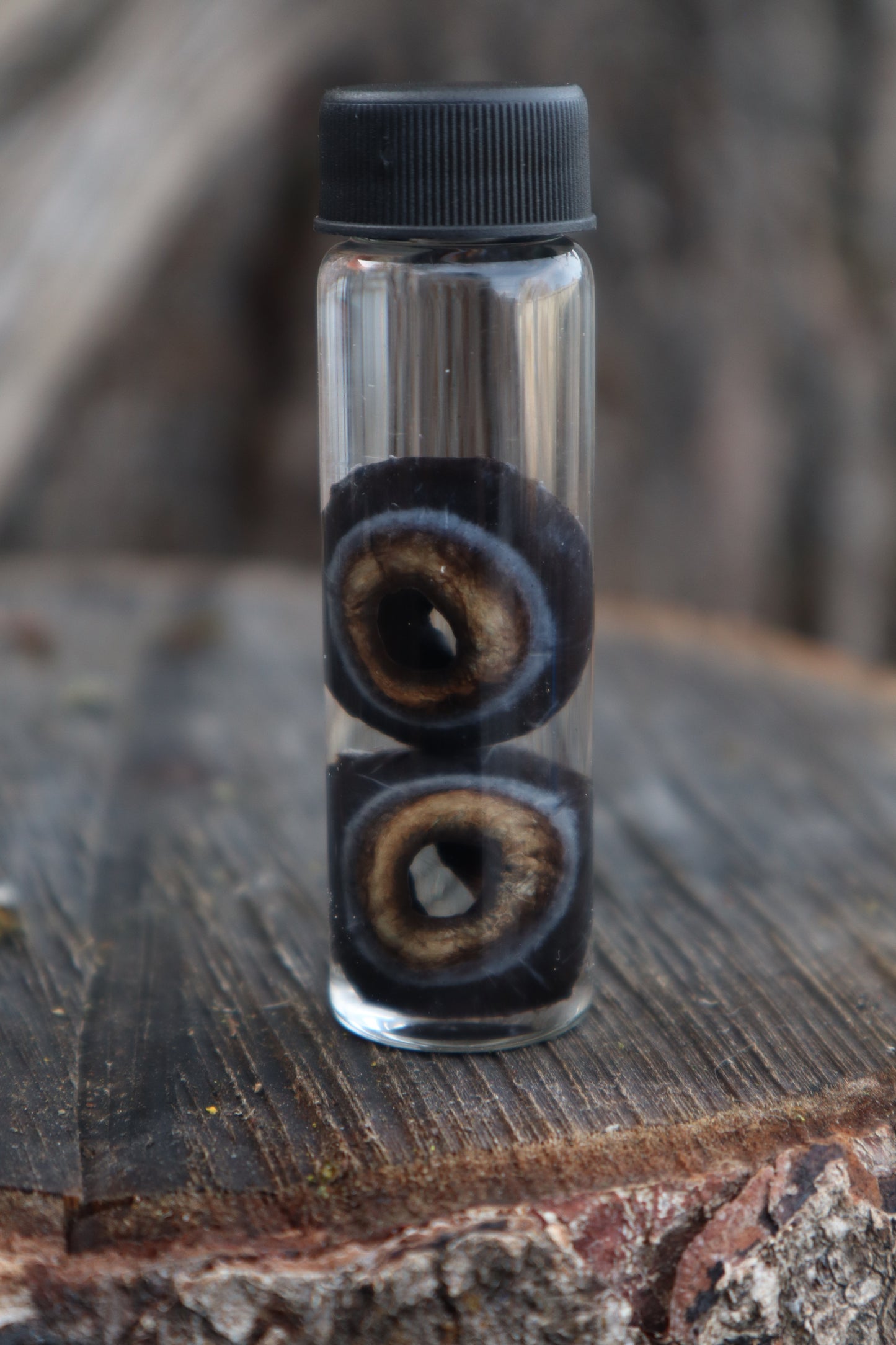 Reserved for Emily - Black Wolf Eyeballs and Tongue