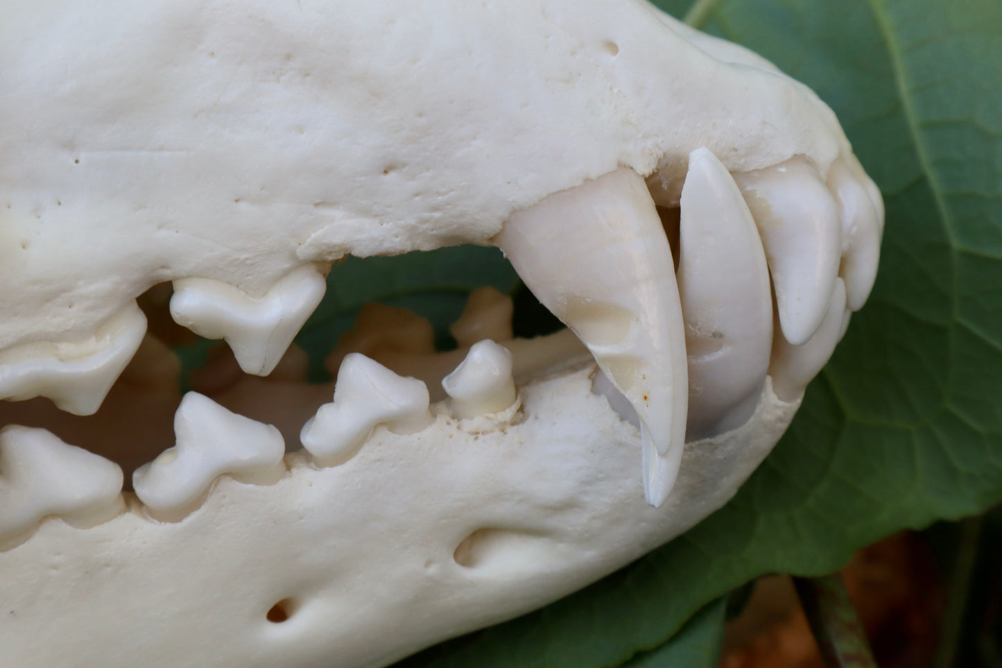 Reserved for Dan - Gray Wolf Skull