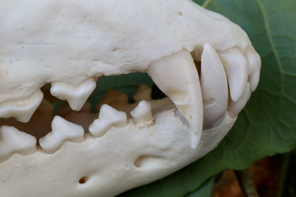 Reserved for Dan - Gray Wolf Skull
