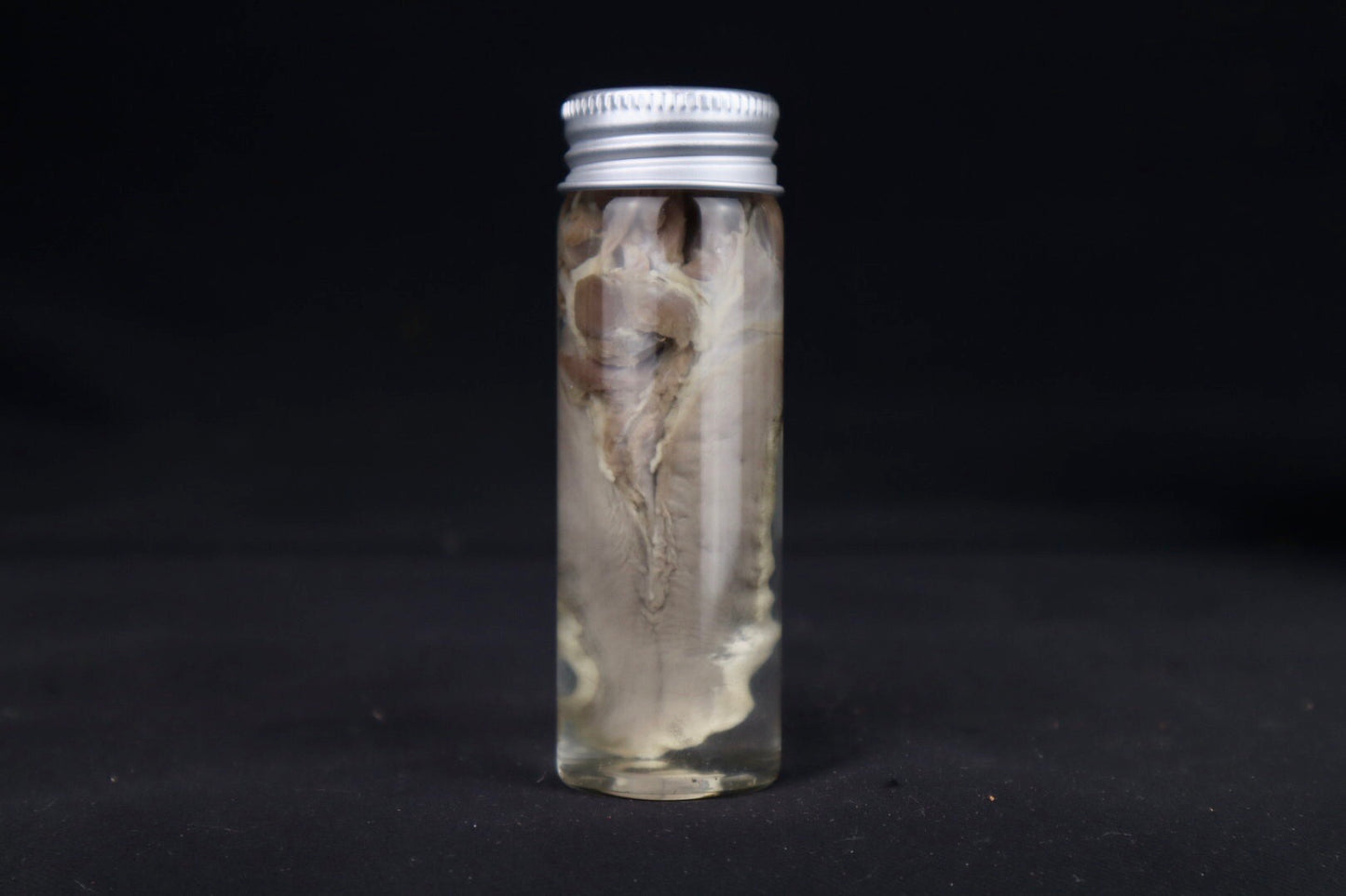 Red Fox Tongue Wet Specimen