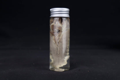 Red Fox Tongue Wet Specimen