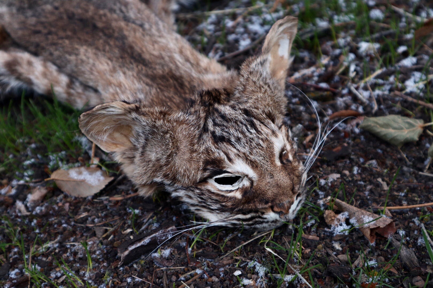 Bobcat Wallhanger