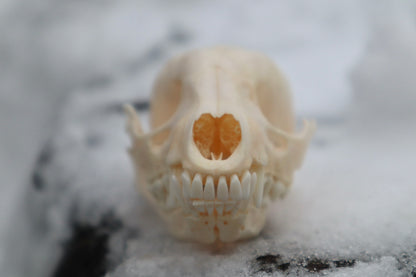 Craft Pathological Raccoon Skull