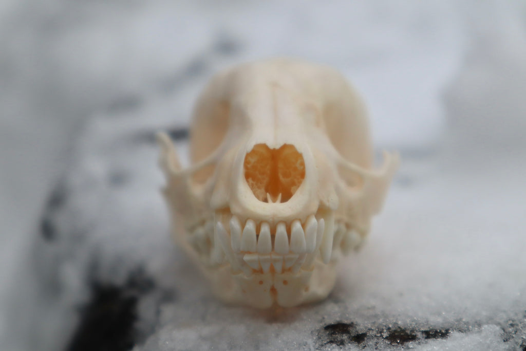 Craft Pathological Raccoon Skull