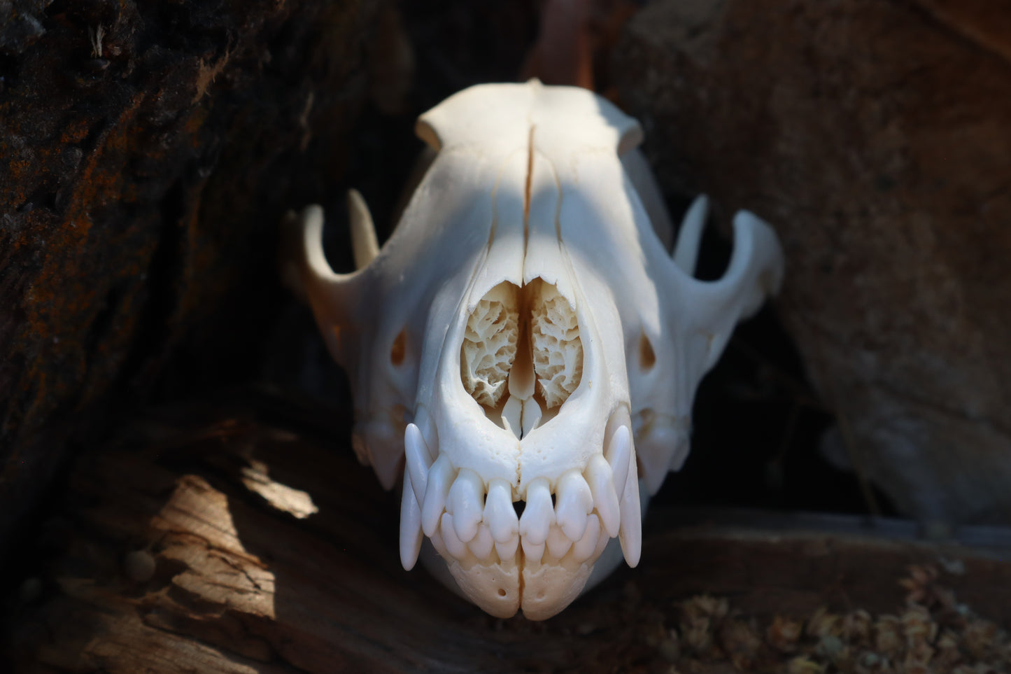 Coyote Skull