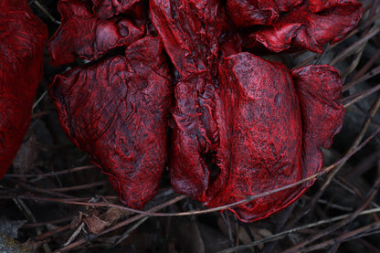Dry Preserved Gray Wolf Lungs