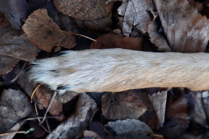 Coyote Paw Knife