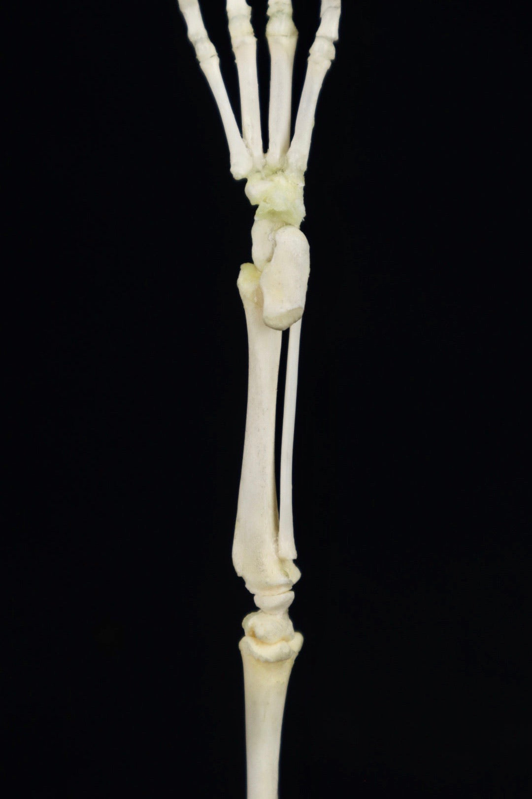 Domestic Kitten Leg Articulation