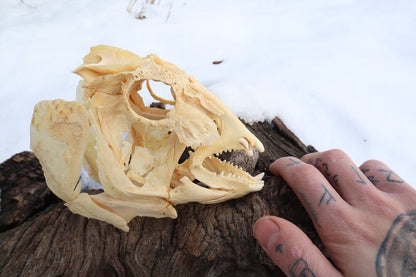 Reserved For Jared - Wrasse Fish Skull