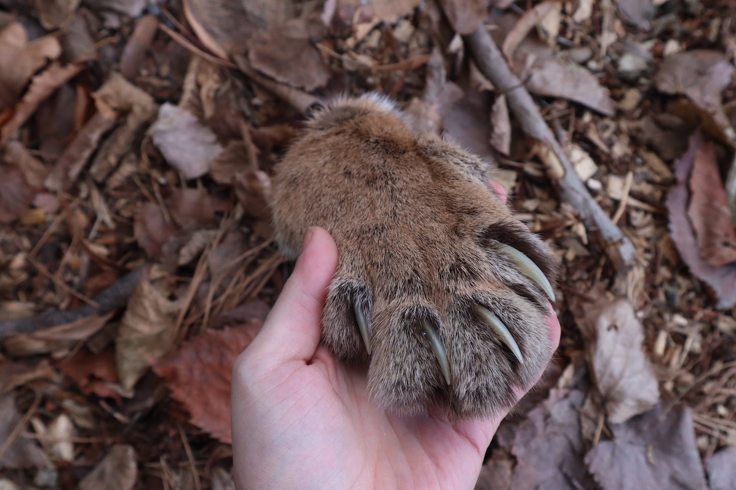 Reserved for Mike - Dry Preserved Mountain Lion Paw