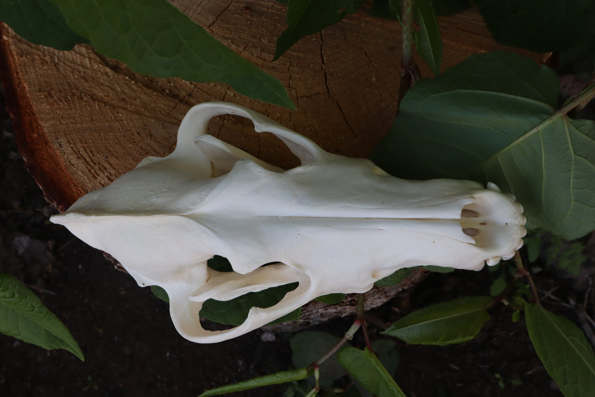 Gray Wolf Skull