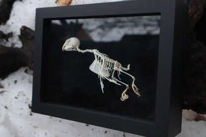 Articulated Parakeet Skeleton