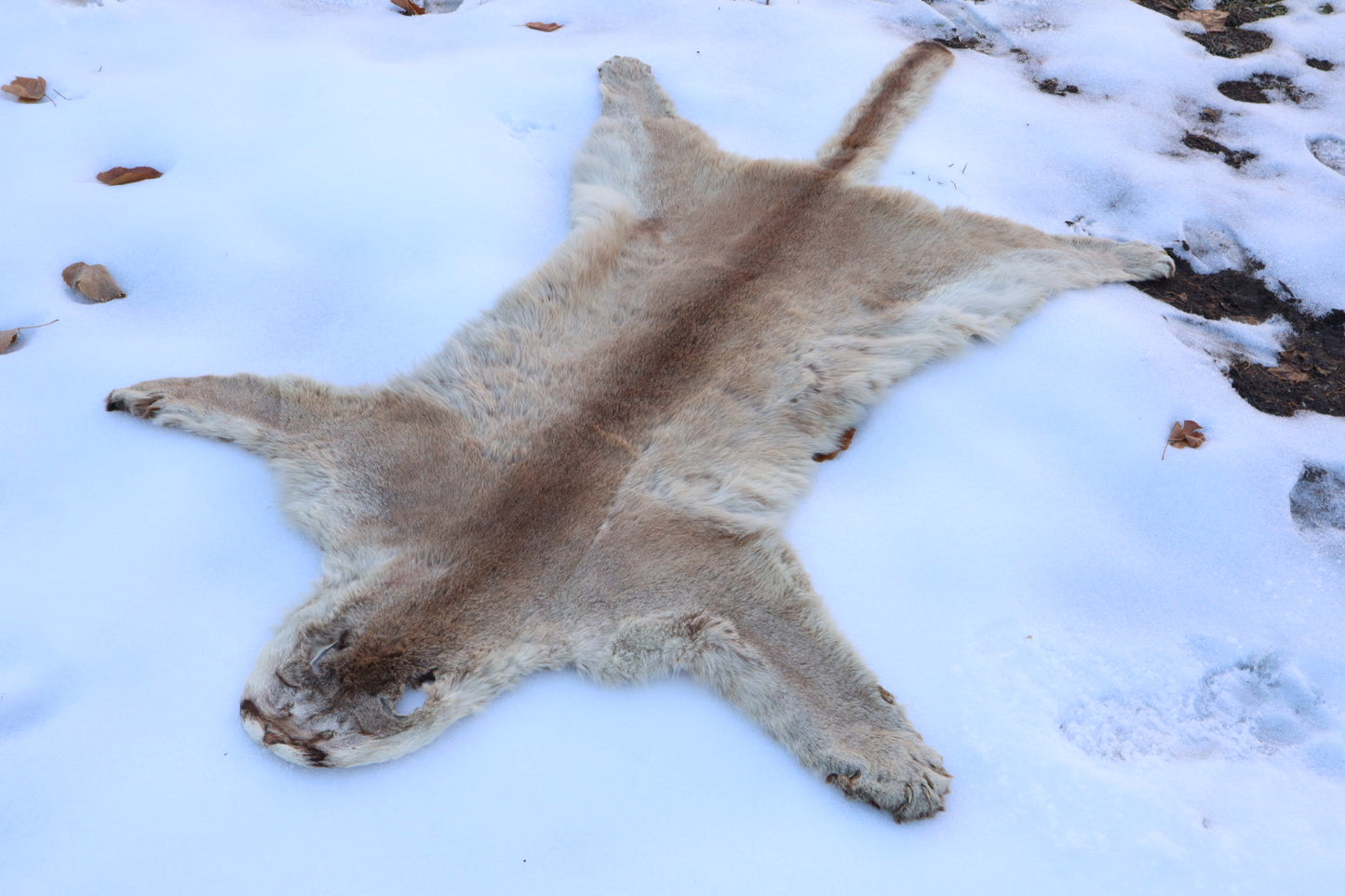 Lifesize Mountain Lion Pelt - Refurbished 1950s Vintage