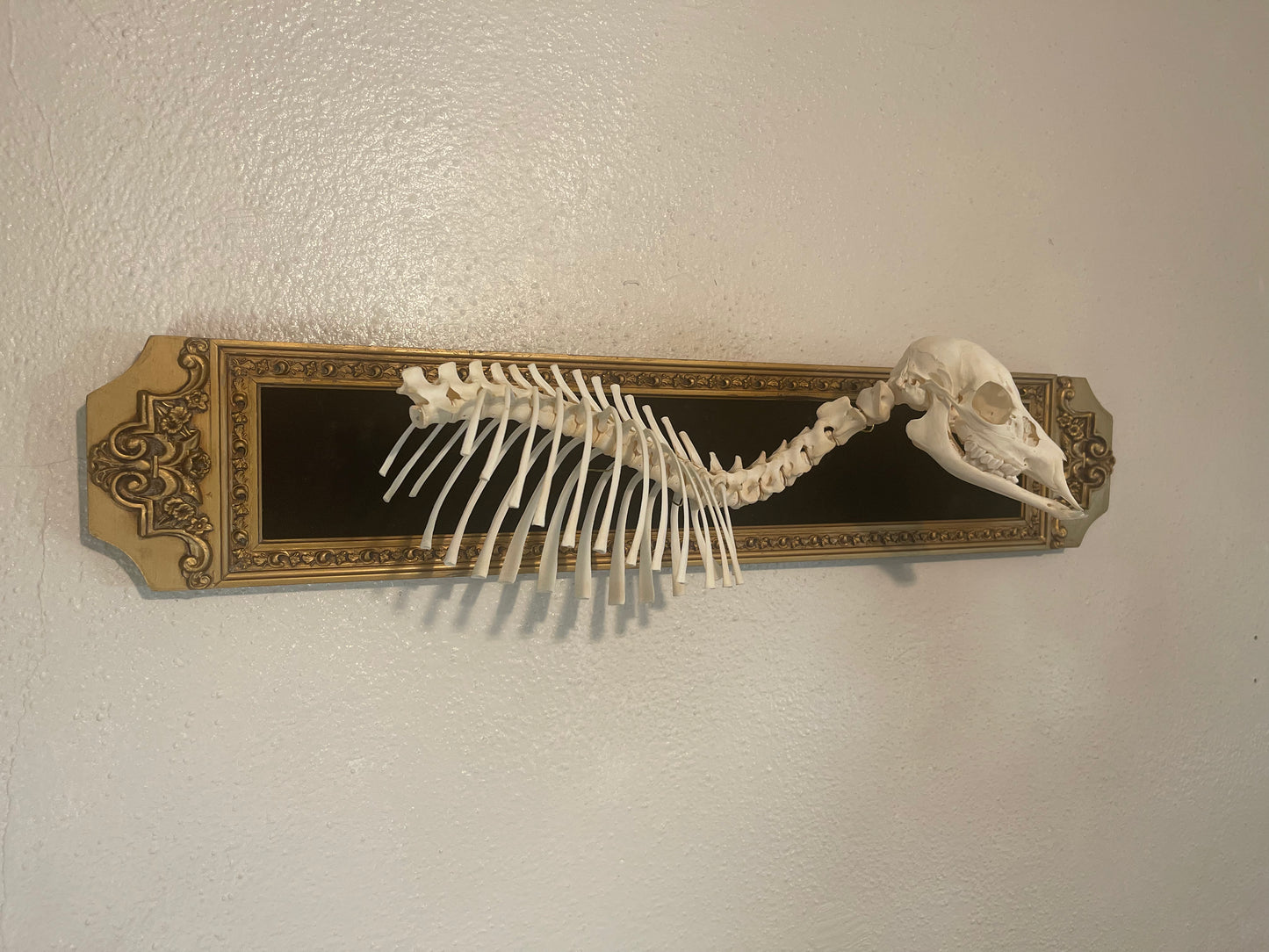 Reserved for Erin - Articulated Whitetail Fawn Skeleton