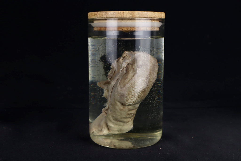 Domestic Goat Tongue Wet Specimen