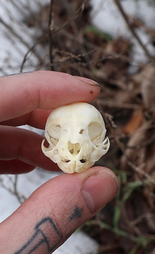 Reserved for A.M. Spohn - Stillborn Kitten Skull
