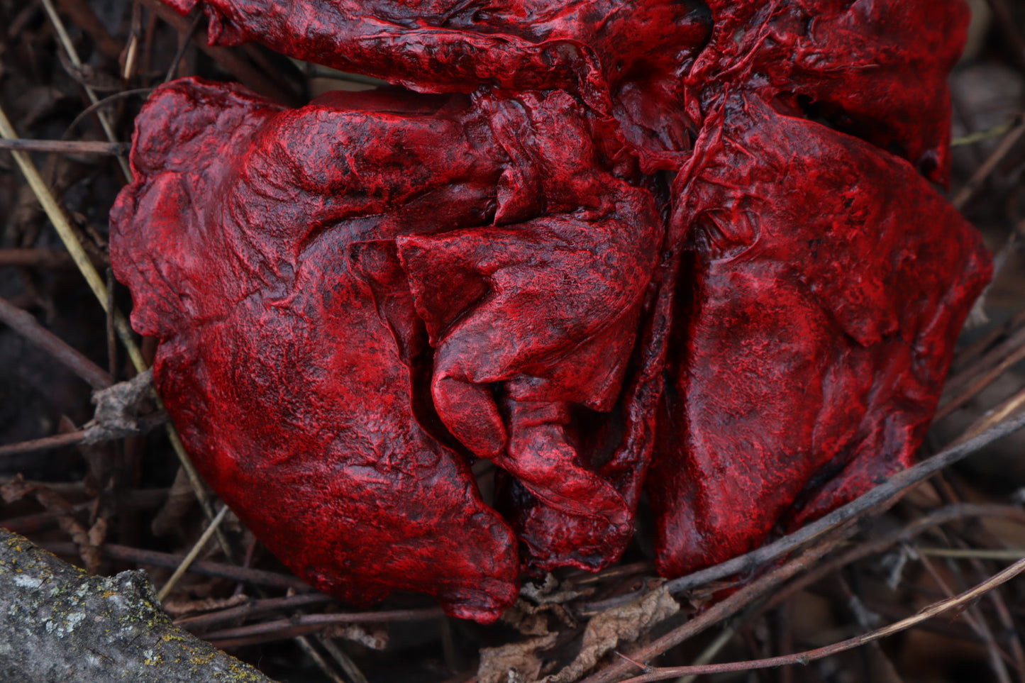 Dry Preserved Gray Wolf Lungs
