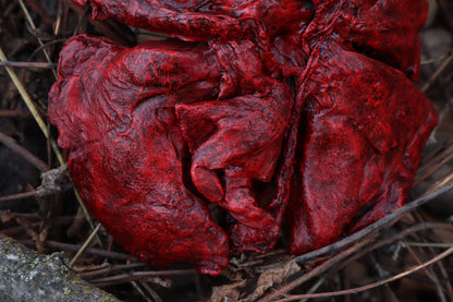 Dry Preserved Gray Wolf Lungs