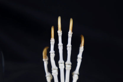 Raccoon Paw Articulation in Glass Dome