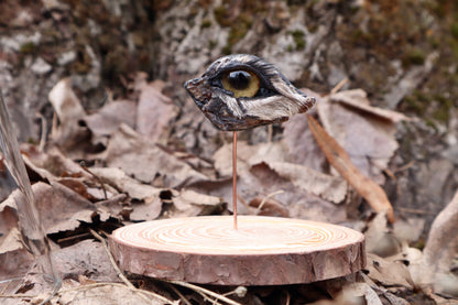 Reserved for Remi - Dry Preserved Gray Wolf Eye
