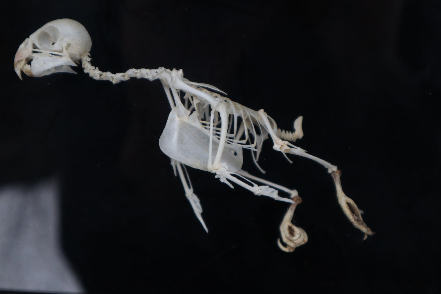 Articulated Parakeet Skeleton