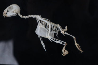 Articulated Parakeet Skeleton