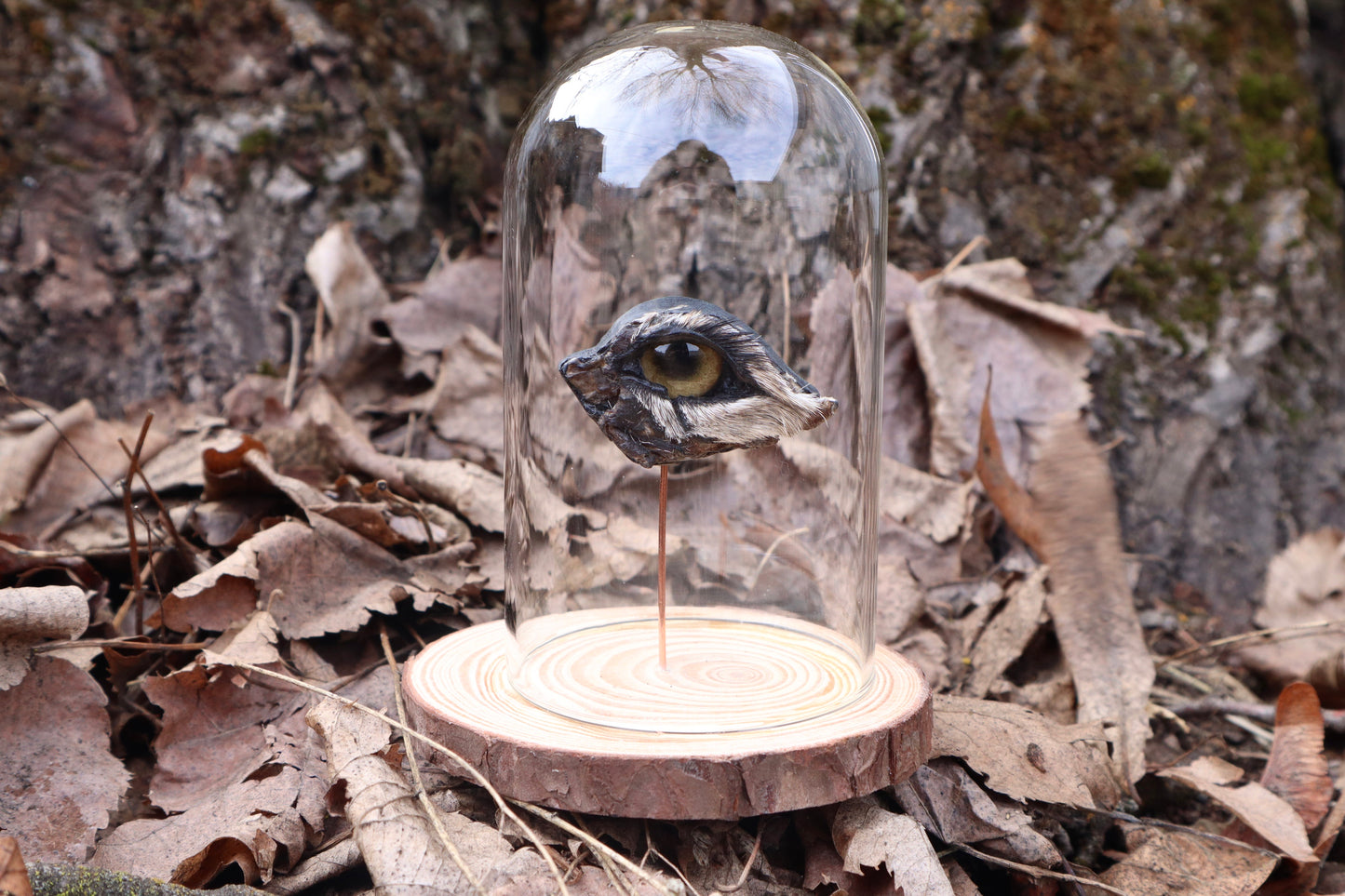 Reserved for Remi - Dry Preserved Gray Wolf Eye
