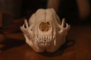 Reserved for Madison - Fragmented Raccoon Skull