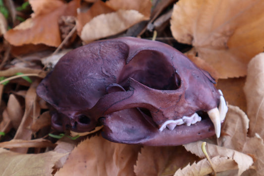 Reserved for Kristina - Naturally Stained Alaskan Lynx Skull