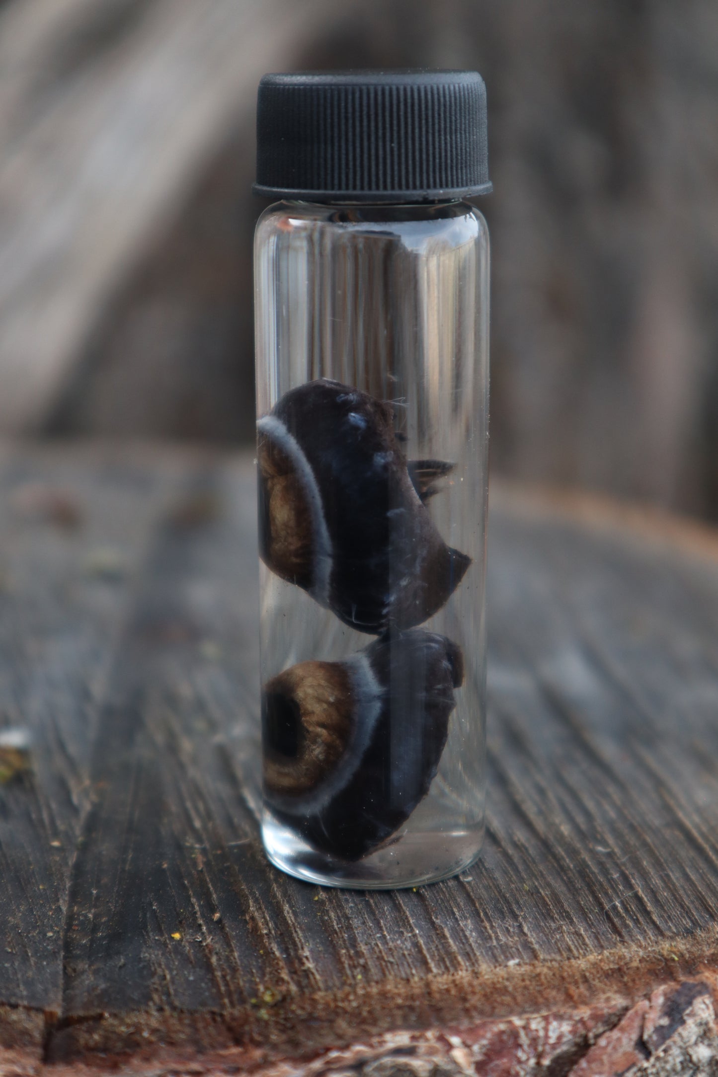 Reserved for Emily - Black Wolf Eyeballs and Tongue