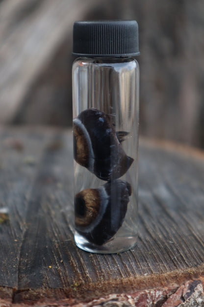 Reserved for Emily - Black Wolf Eyeballs and Tongue
