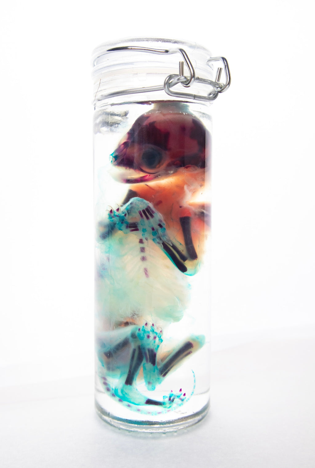 Diaphonized Fetal Kitten
