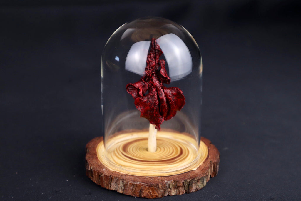 Dry Preserved Kitten Lungs in Glass Dome