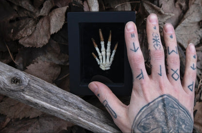 Beaver Paw Articulation