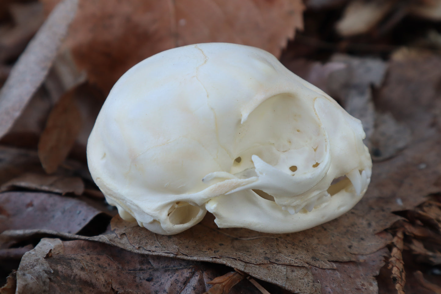 Reserved for Alycia - Kitten Skull