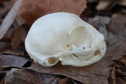 Reserved for Alycia - Kitten Skull