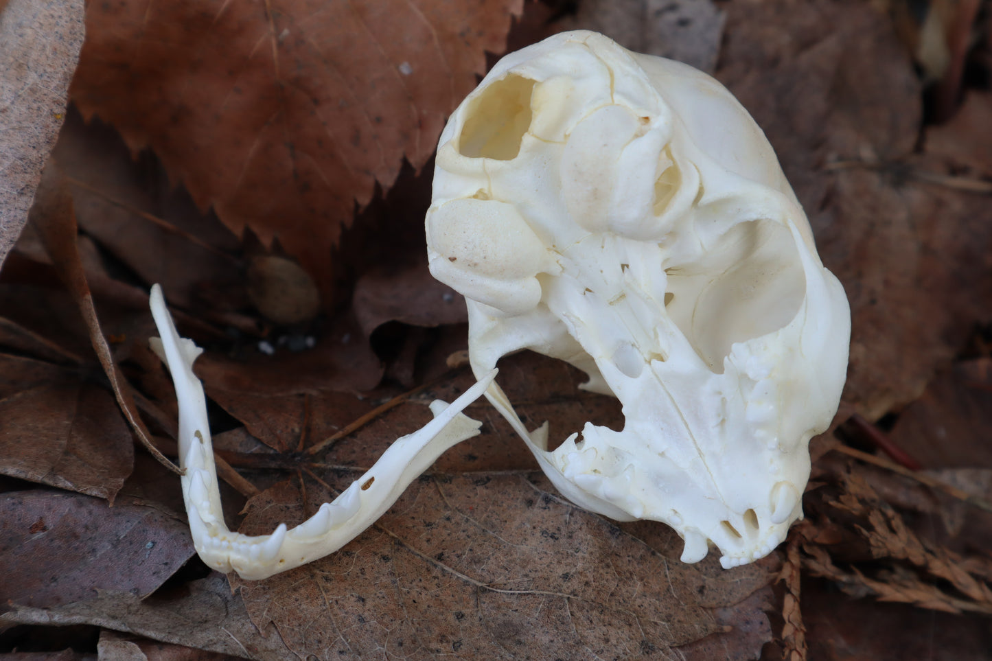 Reserved for Alycia - Kitten Skull