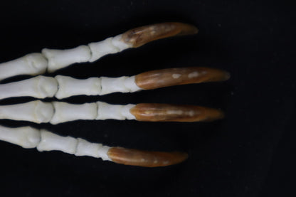 Porcupine Paw Articulation