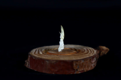 Mole Hand Articulation in Glass Dome