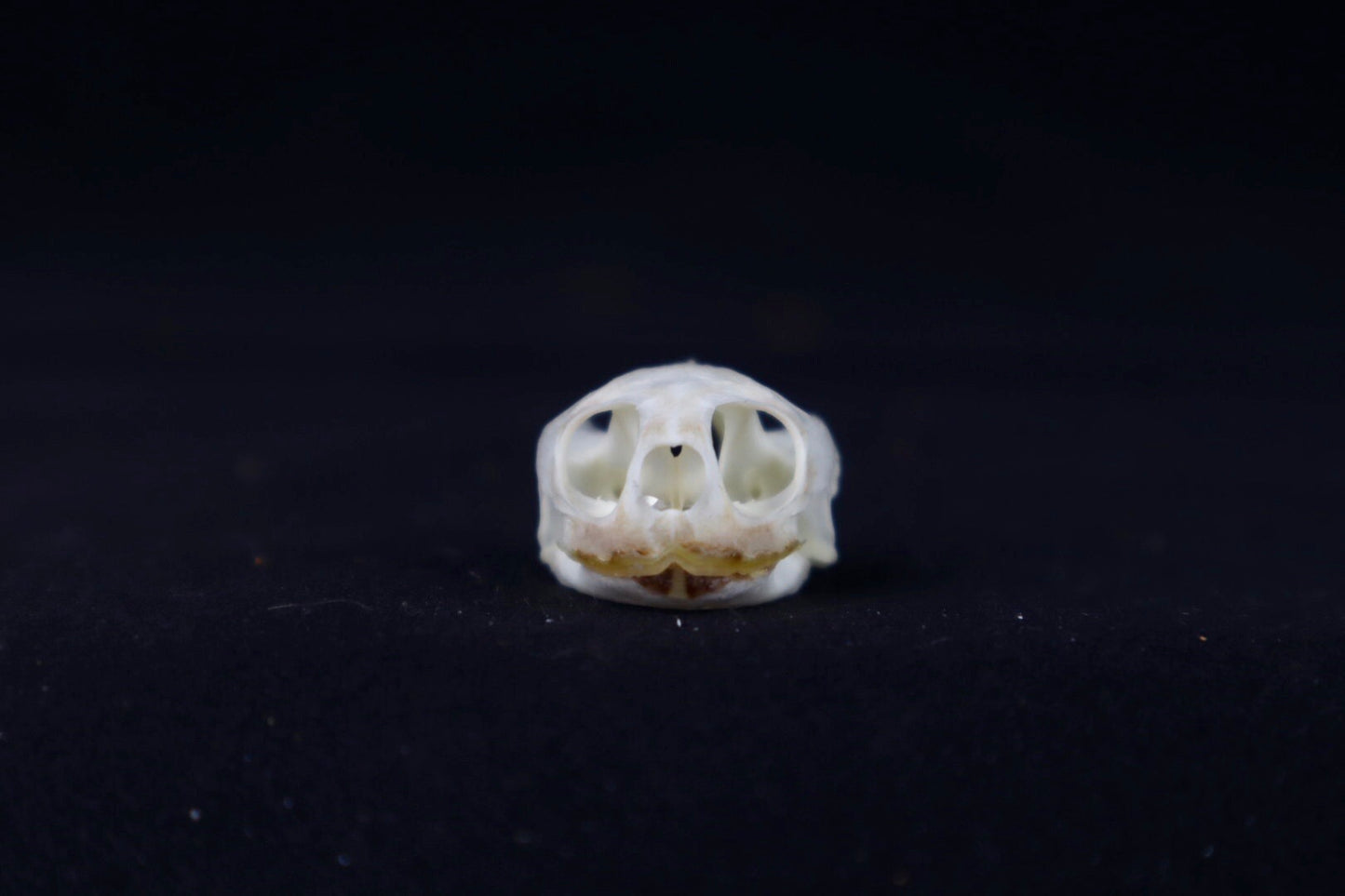 Red Eared Slider Skull