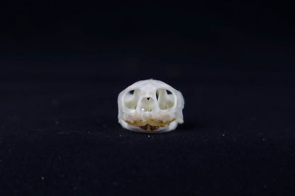 Red Eared Slider Skull