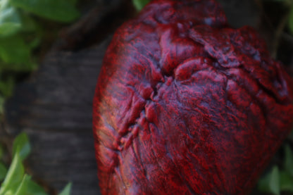 Reserved for Vinette - Dry Preserved Whitetail Deer Heart