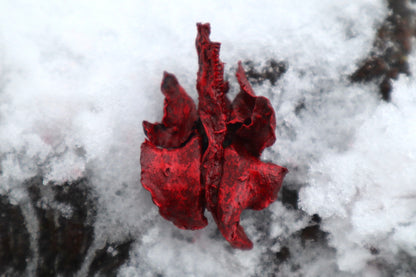 Dry Preserved Kitten Heart and Lungs